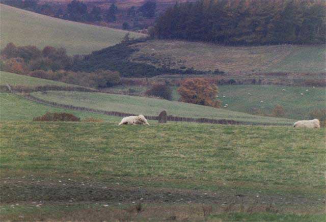 Nether Cluny from the south.