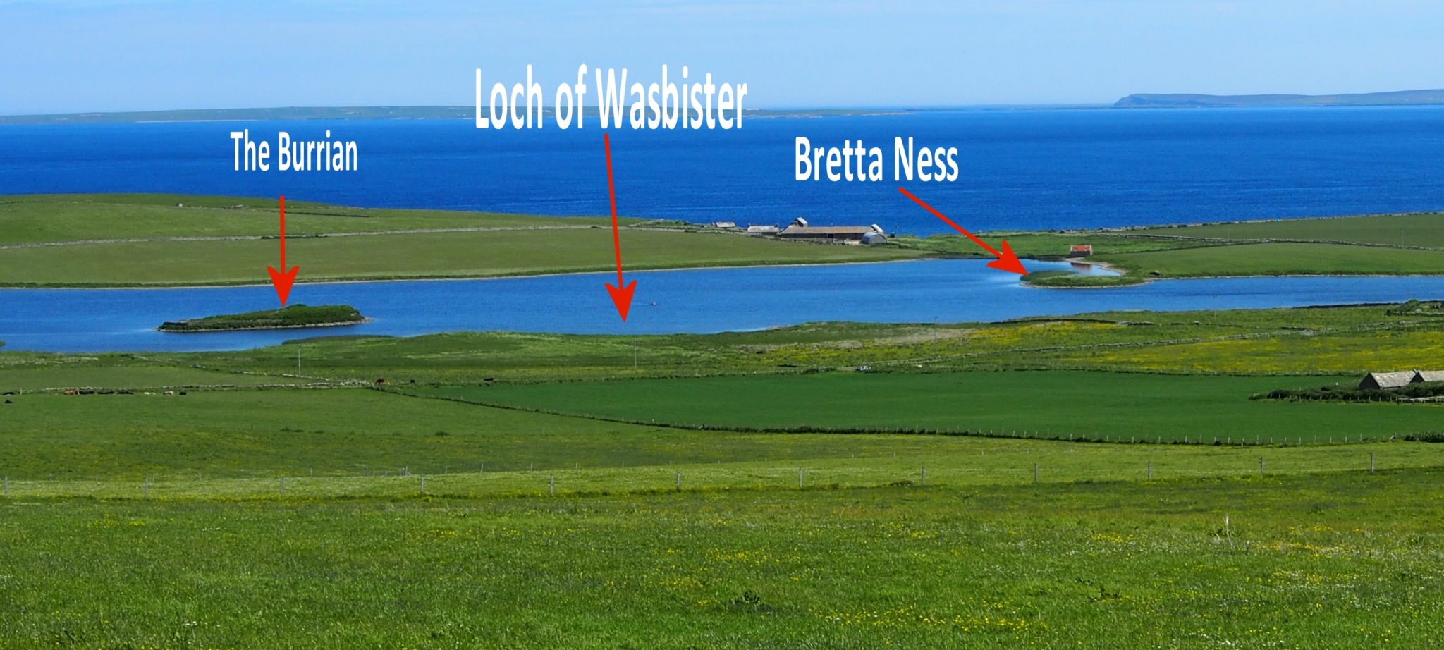 Bretta Ness