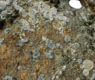 Stan Stane, North Ronaldsay