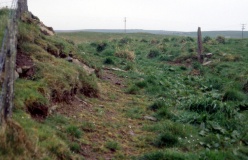 Stem Howe