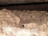 Banks Chambered Tomb - PID:88077