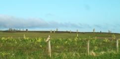 Ring of Brodgar - PID:63786