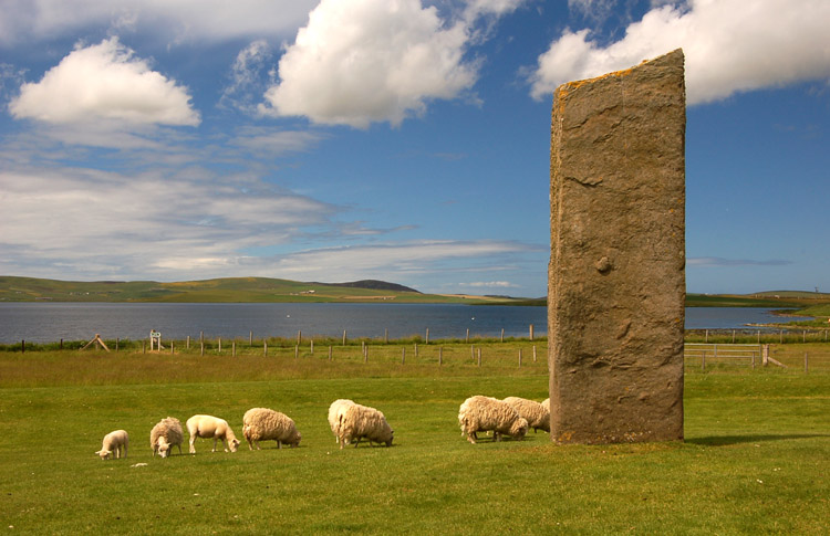 One of the Stenness stones (and some sheep).