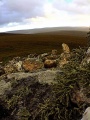 Crooksetter Hill - two Chambered Cairns