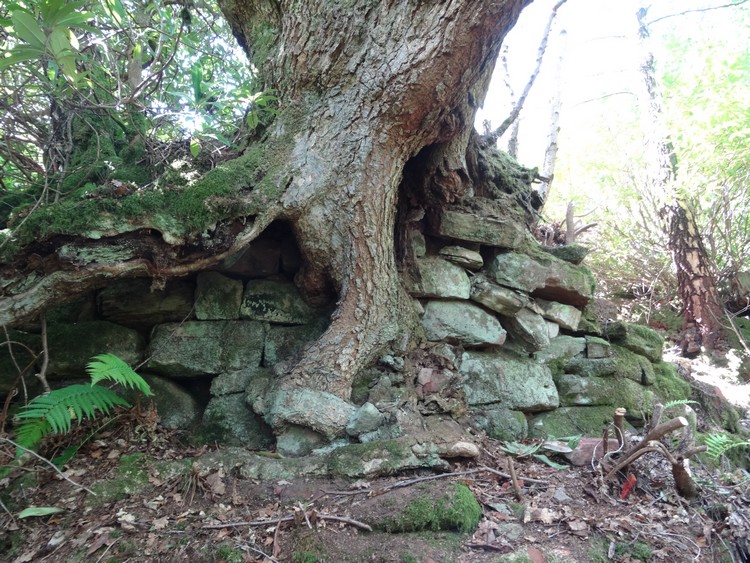 Leckie Broch