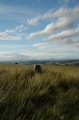 Quinloch Muir Stones - PID:214985