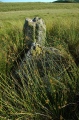 Quinloch Muir Stones - PID:214989