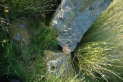 Quinloch Muir Stones - PID:214990