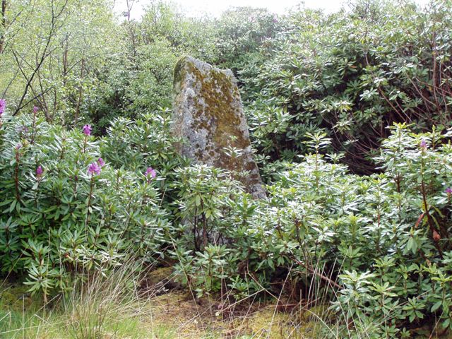 Gruline 2