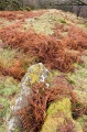 Carnbaan - PID:35965