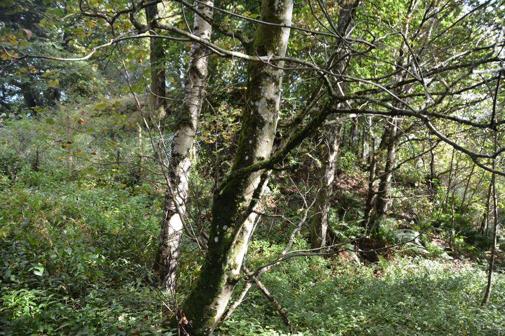 Click for the gallery page to add comments and vote (PID:172325) Coney Hill (Comrie)