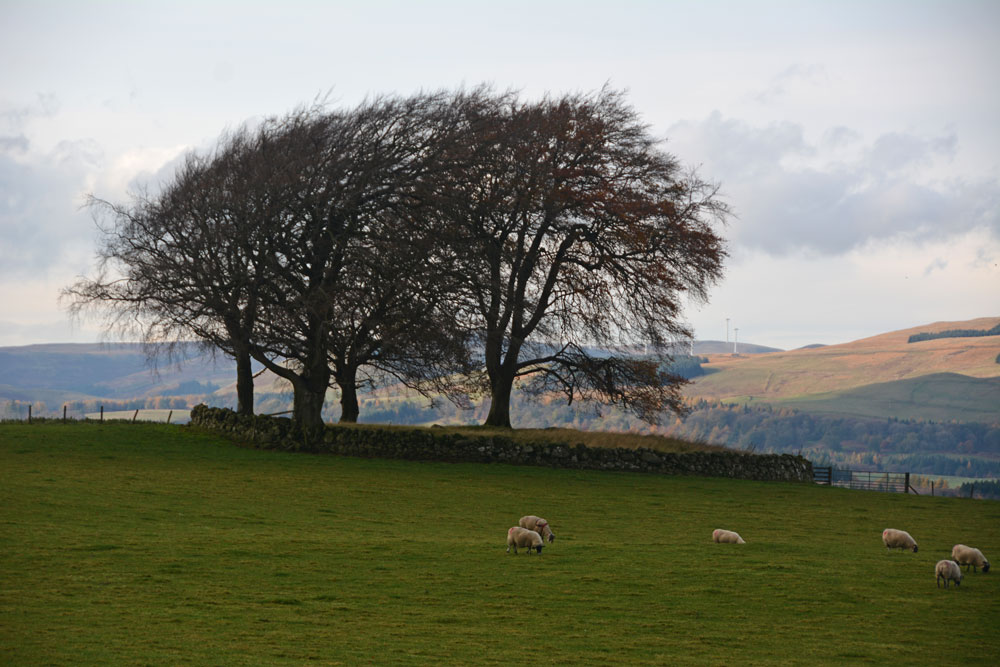 Click for the gallery page to add comments and vote (PID:188327) Carleith (Crook of Devon)