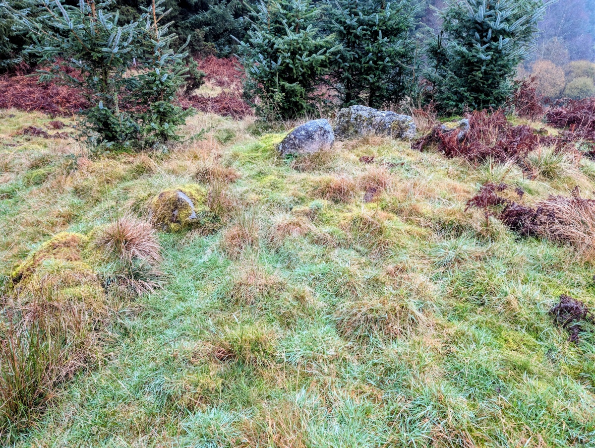 Click for the gallery page to add comments and vote (PID:299351) Broad Moss (Glendams)