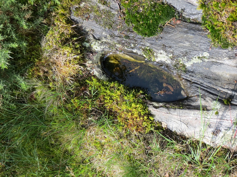The 'footprint' full of water. Difficult to find through all the ferns and other plants. Once you see the top of the rocks, it's not that hard to spot.