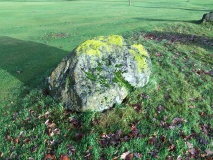 Ferntower