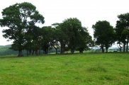 Tullymurdoch - PID:91648