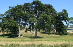 New Fowlis