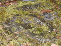 High Craigenfeoch Rock Art