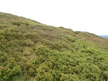 Castle Hill (Twechar)