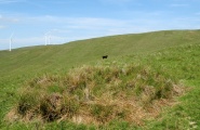 Borland Glen - PID:59242