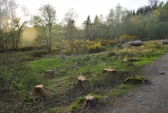 Drumfad Cup & Ring Marked Rock