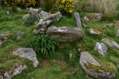 Glenvoidean