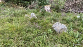Bryn Beddau Stone Circle