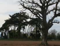 Whitewell 1