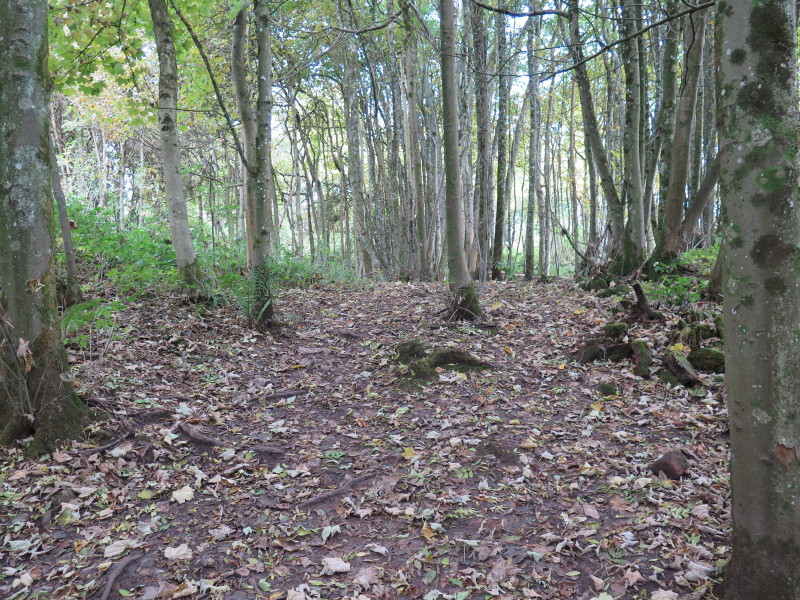 Pierce Wood Camp 2