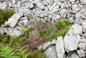 Mynydd Garn Fawr - PID:253364