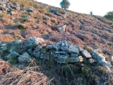 Blorenge West Flank - Sheepfold II (?) - PID:266900