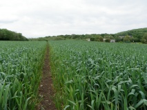 Langstone (Bishton)