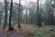 Tintern 1 - PID:221155