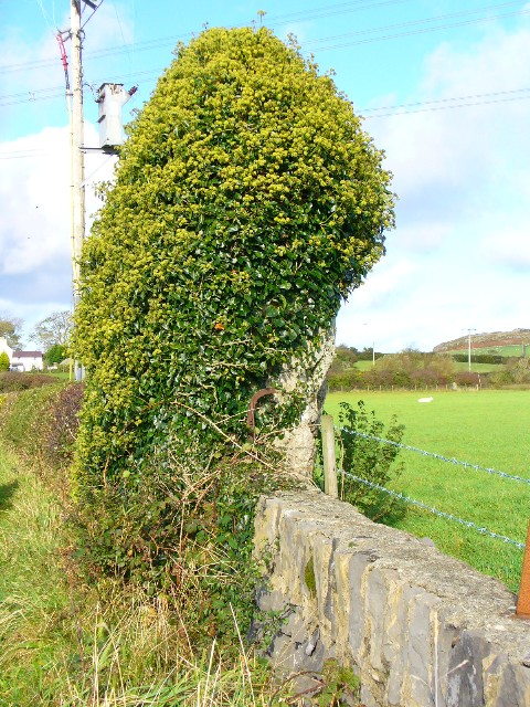 Click for the gallery page to add comments and vote (PID:34799) Maen Addwyn