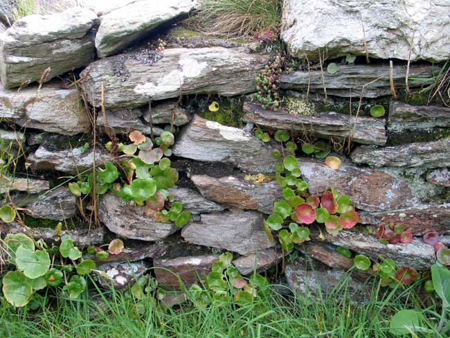 Click for the gallery page to add comments and vote (PID:49529) Holyhead Mountain