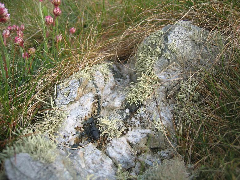 Mynydd Bach
