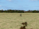 Bryn Dyfrydog - PID:250677