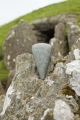 Bryn Celli Ddu - PID:90572