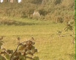 Penrhos-Feilw - PID:123665