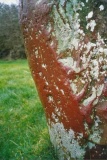 Carreg Leidr