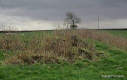 Bodowyr