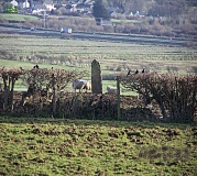 Lledwigan