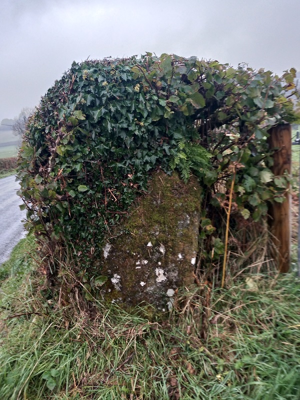 Stone A. Situated in a hedge line near the road at SN71603761. It is obscured by the vegetation of the hedge.

Stone B is beside the road at SN161537675