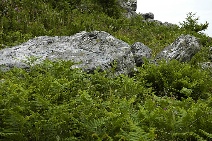 Click for the gallery page to add comments and vote (PID:23098) Mynydd Llangynderyrn Burial Chambers