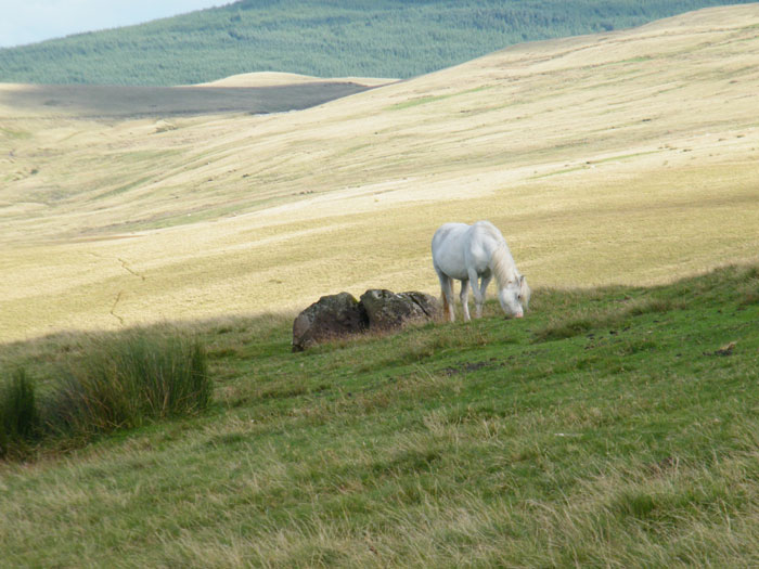 Click for the gallery page to add comments and vote (PID:63968) Bylchau Blaenclydach Stone