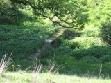 Ffynnon Gwenlais - PID:76493