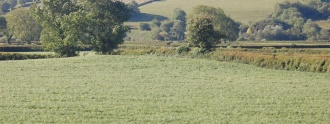 Felin-Wen-Isaf - PID:133253