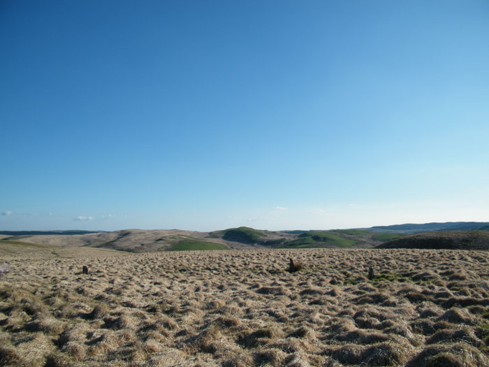 Bryn y Gorlan circle, from the north. These stones are the only ones visible now, the grass has swallowed the other 6. Just over the skyline is Cefn Gwernffwrd complex, with it's own circle and associated monuments.
  There are other monuments close to this circle , but the grass has claimed them too.