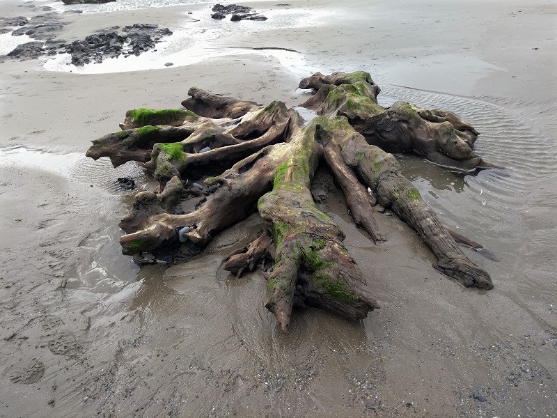 Click for the gallery page to add comments and vote (PID:198264) Borth Sands Submerged Forest