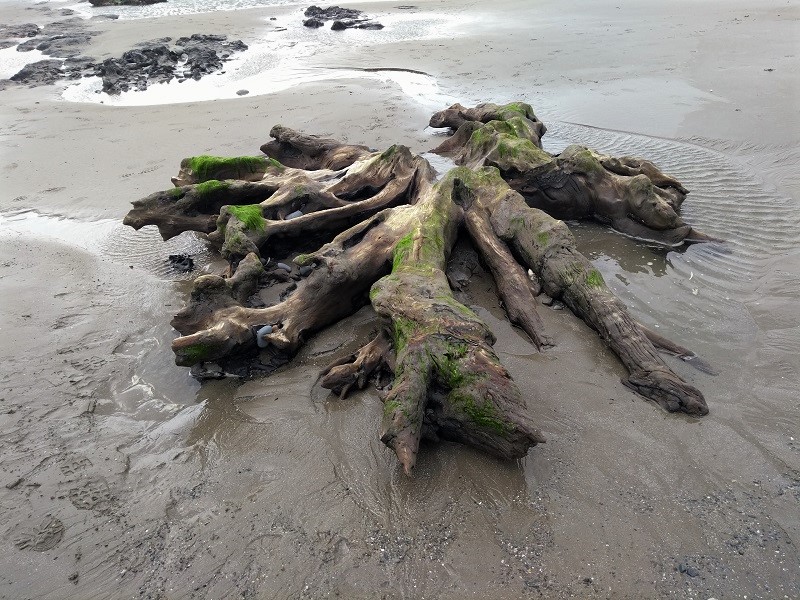 Borth Sands Submerged Forest